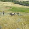 Working the sheep at Maple Creek Classic