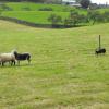 Working mules in Cumbria
