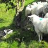 Working sheep in Yorkshire